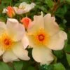 Apricot Climbing Rose 'Keith Maughan' 4Ltr Pot 2 Apricot Climbing Rose 'Keith Maughan' 4Ltr Pot -Cheap Shrub And Spray Store 5011622212493