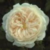 Cream Shrub Rose 'Macmillan Nurse' 4Ltr Pot -Cheap Shrub And Spray Store 5011622212998
