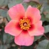 Pink Floribunda Rose 'For Your Eyes Only' 3Ltr Pot 2 Pink Floribunda Rose 'For Your Eyes Only' 3Ltr Pot -Cheap Shrub And Spray Store 5011622214329