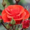Whartons 'Precious Love' Standard Red Rose Plant 7.5Ltr Pot -Cheap Shrub And Spray Store 5011622214442