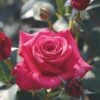 Whartons 'Timeless Charisma' Hybrid Tea Red Bush Rose Plant 3Ltr Pot -Cheap Shrub And Spray Store 5011622214725