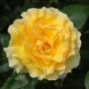 Yellow Shrub Rose 'Grosvenor House' 4Ltr Pot -Cheap Shrub And Spray Store 5011622214848
