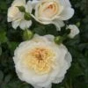 Cream Shrub Rose 'Queens Jubilee' 4Ltr Pot 1 Cream Shrub Rose 'Queens Jubilee' 4Ltr Pot -Cheap Shrub And Spray Store 5011622214855