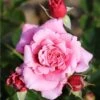 Whartons 'Timeless Pink' Bush Rose 4Ltr Pot -Cheap Shrub And Spray Store 5011622216033