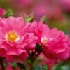 Whartons 'Flower Carpet Pink' Climbing Rose 4Ltr Pot -Cheap Shrub And Spray Store 5011622216064