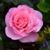 Pink Shrub Rose 'Pearl Of St. Lukes' 4Ltr Pot -Cheap Shrub And Spray Store 5011622219706