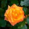 Orange Climbing Rose 'Redova Courtyard' 4Ltr Pot -Cheap Shrub And Spray Store 5011622220214