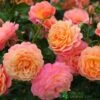 Whartons 'Peach Melba' Peach Climbing Rose 3Ltr Pot -Cheap Shrub And Spray Store 5011622220238