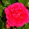 Pink Climbing Rose 'Pasillo Courtyard' 3Ltr Pot -Cheap Shrub And Spray Store 5011622220641