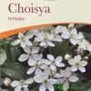 Choisya Ternata Mexican Orange Blossom Plant 3Ltr Pot 1 Choisya Ternata Mexican Orange Blossom Plant 3Ltr Pot -Cheap Shrub And Spray Store 5019756149944
