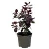 Cotinus 'Royal Purple' Smoke Tree 3 Ltr Pot 2 Cotinus 'Royal Purple' Smoke Tree 3 Ltr Pot -Cheap Shrub And Spray Store 5019756160697