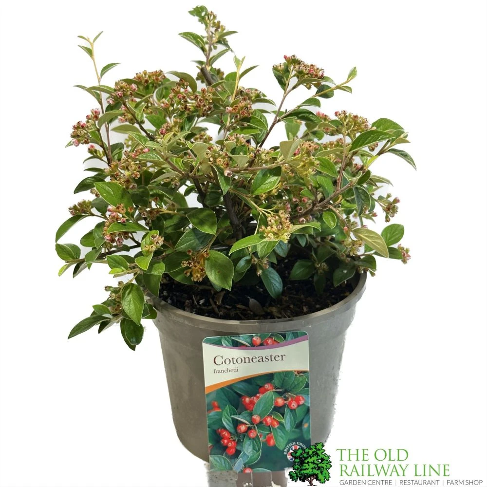 Cotoneaster Franchetii 3Ltr Pot 3 Cotoneaster Franchetii 3Ltr Pot