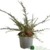 Cotoneaster Horizontalis Plant 3Ltr Pot 2 Cotoneaster Horizontalis Plant 3Ltr Pot -Cheap Shrub And Spray Store 5019756161533