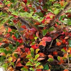Cotoneaster Horizontalis Plant 3Ltr Pot -Cheap Shrub And Spray Store 5019756161533 3