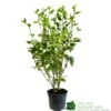 Griselinia Littoralis 3Ltr Pot 1 Griselinia Littoralis 3Ltr Pot -Cheap Shrub And Spray Store 5019756190328