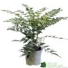 Mahonia 'Charity' Plant 3Ltr Pot -Cheap Shrub And Spray Store 5019756219425