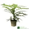 Mahonia 'Winter Sun' Plant 3Ltr Pot -Cheap Shrub And Spray Store 5019756219593
