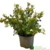 Potentilla Fruticosa 'Abbotswood' Shrubby Cinquefoil 3Ltr Pot -Cheap Shrub And Spray Store 5019756242195