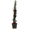 Pyracantha 'Orange Glow' Firethorn 3Ltr Pot