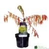 Rhus Typhina 'Tiger Eyes' 3Ltr Pot (NL) -Cheap Shrub And Spray Store 5019756405453