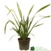 Phormium 'Yellow Wave' Flax 3Ltr Pot -Cheap Shrub And Spray Store 5019756541298