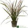 Phormium 'Jester' Flax 3Ltr Pot 2 Phormium 'Jester' Flax 3Ltr Pot -Cheap Shrub And Spray Store 5019756670905
