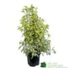 Pittosporum 'Golden King' 3Ltr -Cheap Shrub And Spray Store 5019756752007