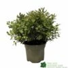 Pittosporum 'Tom Thumb' 3Ltr Pot 1 Pittosporum 'Tom Thumb' 3Ltr Pot -Cheap Shrub And Spray Store 5019756822137