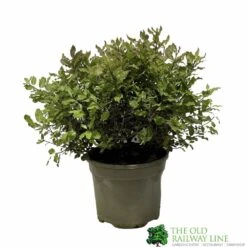Pittosporum 'Tom Thumb' 3Ltr Pot
