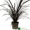 Phormium 'Platts Black' Flax 3Ltr Pot -Cheap Shrub And Spray Store 5019756893489