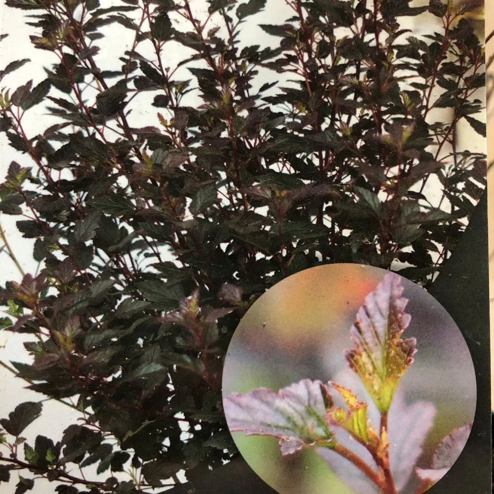 Physocarpus Opulifolius 'Little Joker' Ninebark Plant 3Ltr Pot 3 Physocarpus Opulifolius 'Little Joker' Ninebark Plant 3Ltr Pot