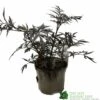 Sambucus Nigra 'Black Lace' Plant 3Ltr -Cheap Shrub And Spray Store 5019756992175