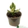 Hosta 'Patriot' Plant 2Ltr Pot 1 Hosta 'Patriot' Plant 2Ltr Pot -Cheap Shrub And Spray Store 5019801008288