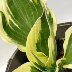 Hosta 'Patriot' Plant 2Ltr Pot -Cheap Shrub And Spray Store 5019801008288 2