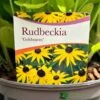 Rudbeckia 'Goldstrum' 2Ltr Pot -Cheap Shrub And Spray Store 5019801008639