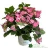 Hydrangea 'Cotton Candy' 5Ltr Pot -Cheap Shrub And Spray Store 5019801008738