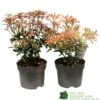 Pieris Assorted Variety 2Ltr Pot 2 Pieris Assorted Variety 2Ltr Pot -Cheap Shrub And Spray Store 5019801010823 0f7d9657 0e89 4bfa b028 5b88f871dc4c