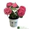 Hydrangea 'Sweet Cupcake' 5Ltr Pot -Cheap Shrub And Spray Store 5019801013367