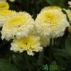 Leucanthemum X Superbum 'Luna' Plant 2Ltr Pot -Cheap Shrub And Spray Store 5019801015026 49c540a2 e0de 451a b7b9 ac12a55dec50