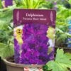 Delphinium Paramo 'Black Velvet' 2Ltr Pot 2 Delphinium Paramo 'Black Velvet' 2Ltr Pot -Cheap Shrub And Spray Store 5019801015453 08bfe61a 57d2 4899 b7f2 e12234142355