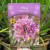 Allium 'Millennium' 2Ltr Pot -Cheap Shrub And Spray Store 5019801015712