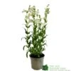 Penstemon 'Harlequin Lilac' Plant 2 Ltr Pot -Cheap Shrub And Spray Store 5019801016412