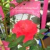 Red Miniature Climbing Rose 'Onwards & Upwards' 3Ltr Pot 1 Red Miniature Climbing Rose 'Onwards & Upwards' 3Ltr Pot -Cheap Shrub And Spray Store 5019801016566