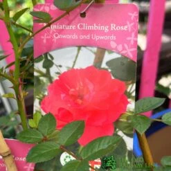 Red Miniature Climbing Rose 'Onwards & Upwards' 3Ltr Pot