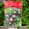 Astrantia 'Star Of Passion' 2Ltr Pot 1 Astrantia 'Star Of Passion' 2Ltr Pot -Cheap Shrub And Spray Store 5019801017648