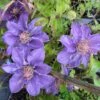 Clematis 'Bijou' Trailing/Climbing Plant 2 Ltr Pot 1 Clematis 'Bijou' Trailing/Climbing Plant 2 Ltr Pot -Cheap Shrub And Spray Store 5019801028361
