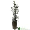 Ceanothus 'Silver Surprise' Plant 3Ltr Pot -Cheap Shrub And Spray Store 5019801123035