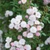 Pink Miniature Climbing Rose 'Little Rambler' 3Ltr Pot -Cheap Shrub And Spray Store 5019801772035
