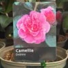 Camellia 'Debbie' 3Ltr Pot -Cheap Shrub And Spray Store 5019945010222