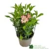 Alstroemeria 'Summer Break' 3Ltr Pot -Cheap Shrub And Spray Store 5019945065284
